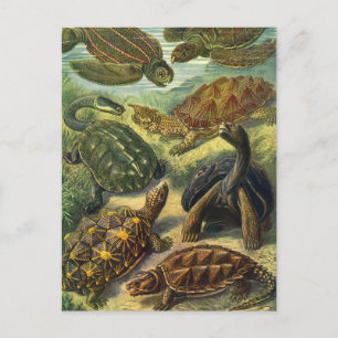 Meeresschildkröten Vintage Landschildkröte von Ern Postkarte