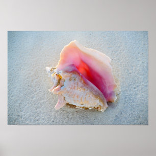 Meeresschnecke auf dem Strand der Bahamas Poster