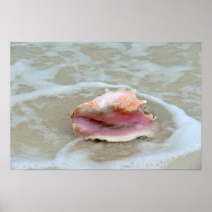 Meeresschnecke im Brandungsbereich, Bahamas Poster