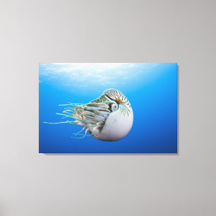 Meeresschnecke (Nautilus pompilius), großes Bar Leinwanddruck