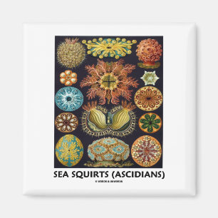 Meeresschnecken (Ascidiane - Naturkunst) Magnet