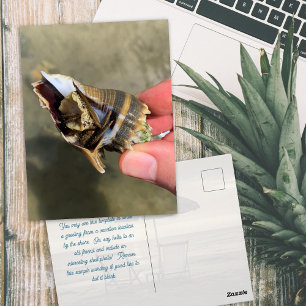 Meeresschnecken-Kronen-Schnecke Lebende Meerestier Postkarte