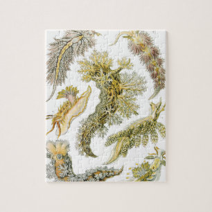 Meeresschnecken, Schnecken von Ernst Haeckel, Vint