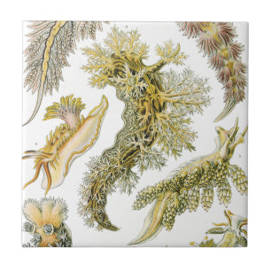 Meeresschnecken, Schnecken von Ernst Haeckel, Vint Fliese