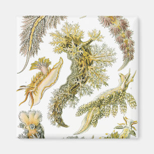 Meeresschnecken, Schnecken von Ernst Haeckel, Vint Magnet