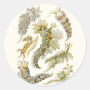 Meeresschnecken, Schnecken von Ernst Haeckel, Vint Runder Aufkleber