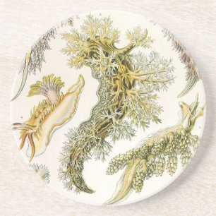 Meeresschnecken, Schnecken von Ernst Haeckel, Vint Sandstein Untersetzer