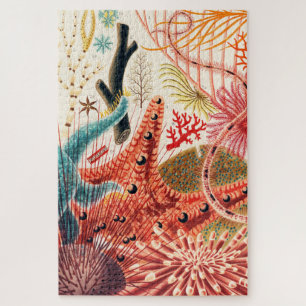 Meerestiere des Great Barrier Reef Echinoderme