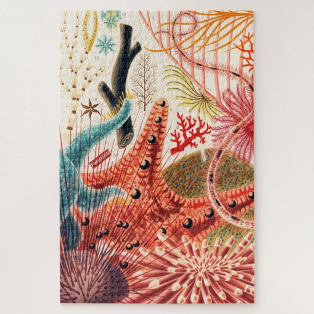 Meerestiere des Great Barrier Reef Echinoderme (Vertikal)