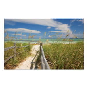 Meerestiere (Uniola paniculata), die am Strand ang Fotodruck