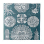 Meereswelt Blueprint IV Fliese<br><div class="desc">Meeresleben</div>