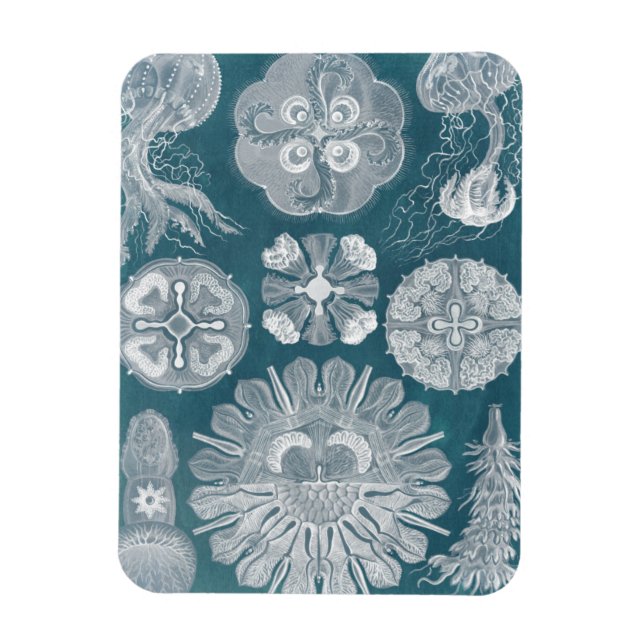 Meereswelt Blueprint IV Magnet (Vertikal)