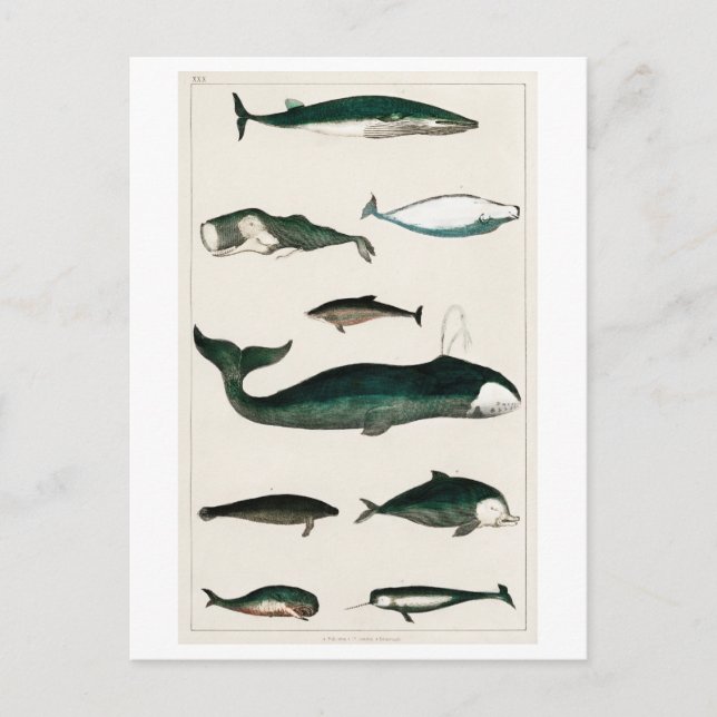 Meereswelt POSTCARD "VINTAGE WALE COLLECTION" Postkarte (Vorderseite)