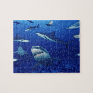 Meereswelt Puzzle-Sharks Jigsaw Puzzle