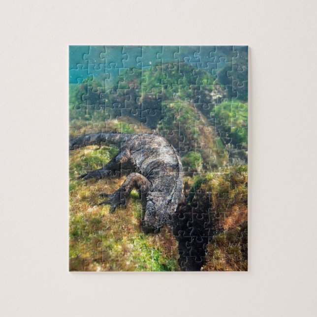 Meeriguana fütternd Unterwasser-Galapagos-Inseln (Vertikal)