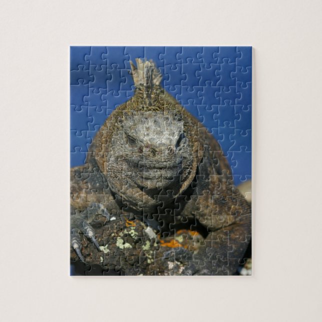 Meeriguana-Galapagos-Inseln (Vertikal)