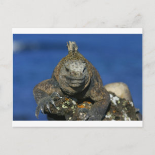 Meeriguana-Galapagos-Inseln Postkarte