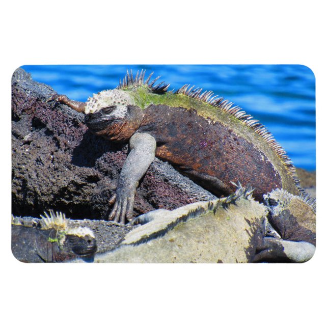 Meeriguana Magnet (Horizontal)