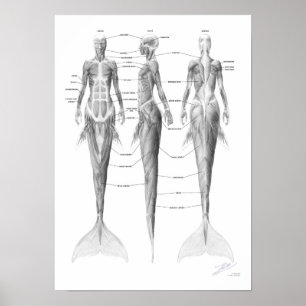 Meerjungfrau-Muskulatur Poster