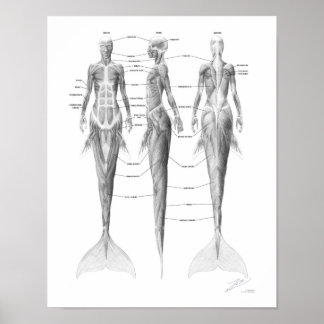 Meerjungfrau-Muskulatur Poster