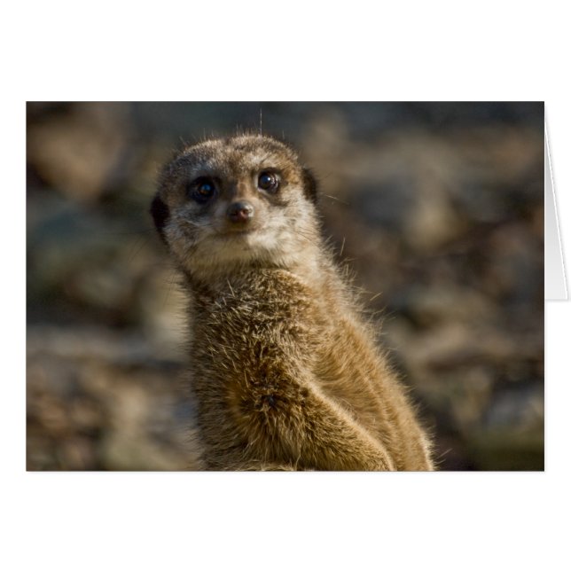 Meerkat (Devant horizontal)