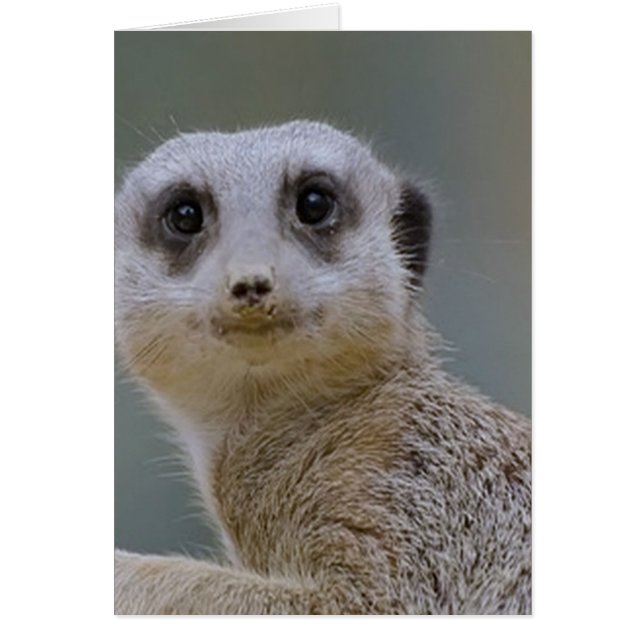 meerkat (Devant)