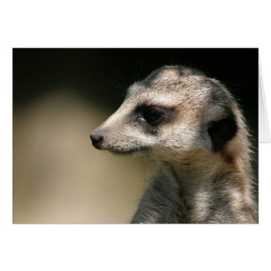 Meerkat