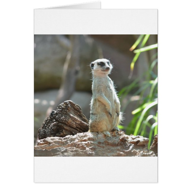Meerkat (Devant)