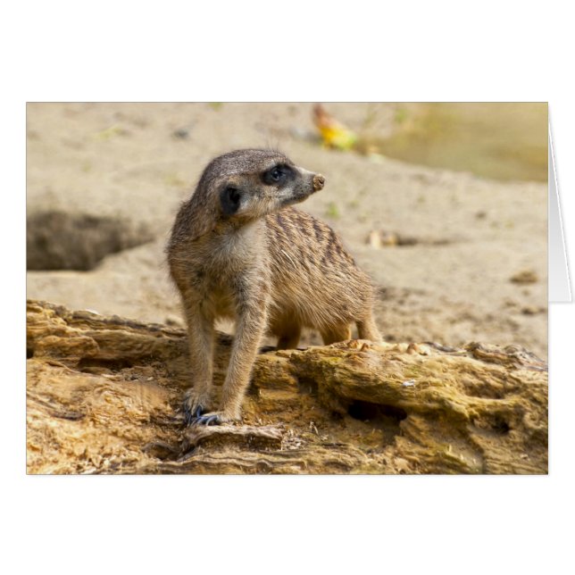Meerkat (Vorderseite (Horizontal))