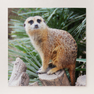 Meerkat