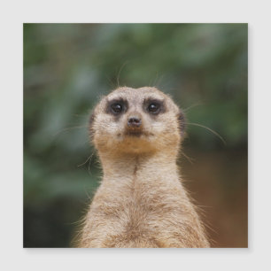 Meerkat 001 magnetkarte