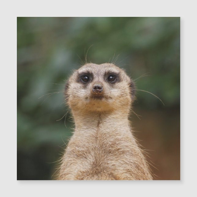 Meerkat 001 magnetkarte (Vorderseite)