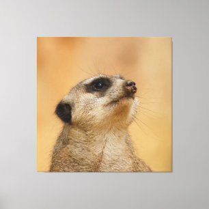 Meerkat 001 von JAMFoto Leinwanddruck