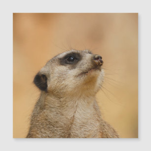 Meerkat 001 von JAMFoto Magnetkarte