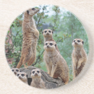 Meerkat_003 Getränkeuntersetzer