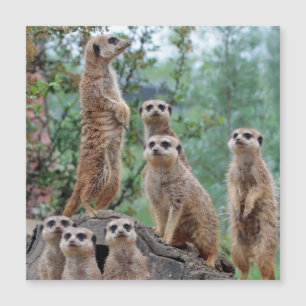 Meerkat_003 Magnetkarte