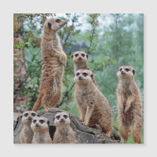 Meerkat_003 Magnetkarte (Vorderseite)