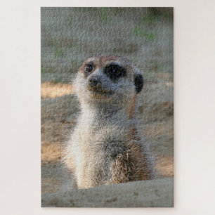 Meerkat 004