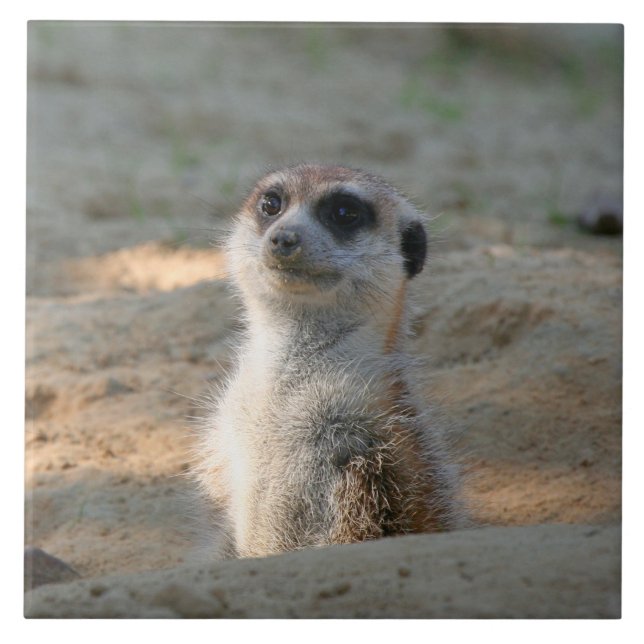 Meerkat 004 fliese (Vorderseite)