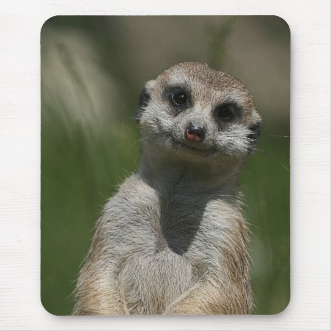 Meerkat 004 mousepad (Vorne)