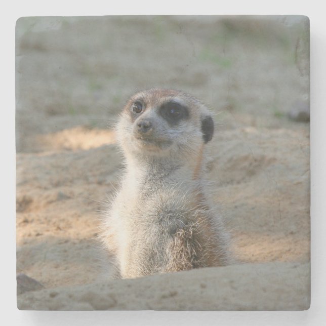 Meerkat 004 steinuntersetzer (Vorderseite)