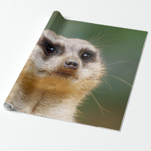 Meerkat 005 geschenkpapier