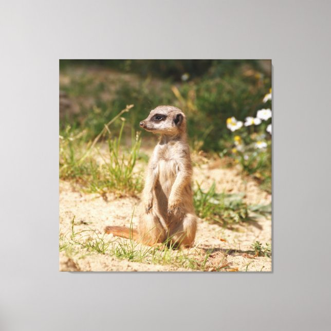 Meerkat_005 Leinwanddruck (Vorderseite)