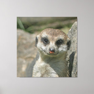 Meerkat 005 leinwanddruck