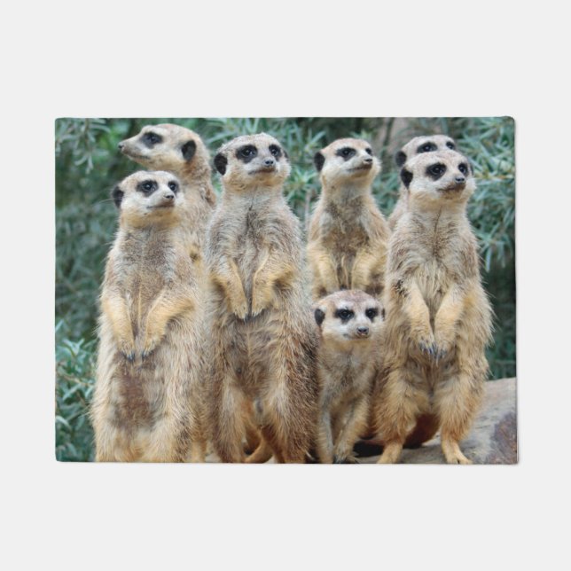 Meerkat 006 fußmatte (Vorderseite)