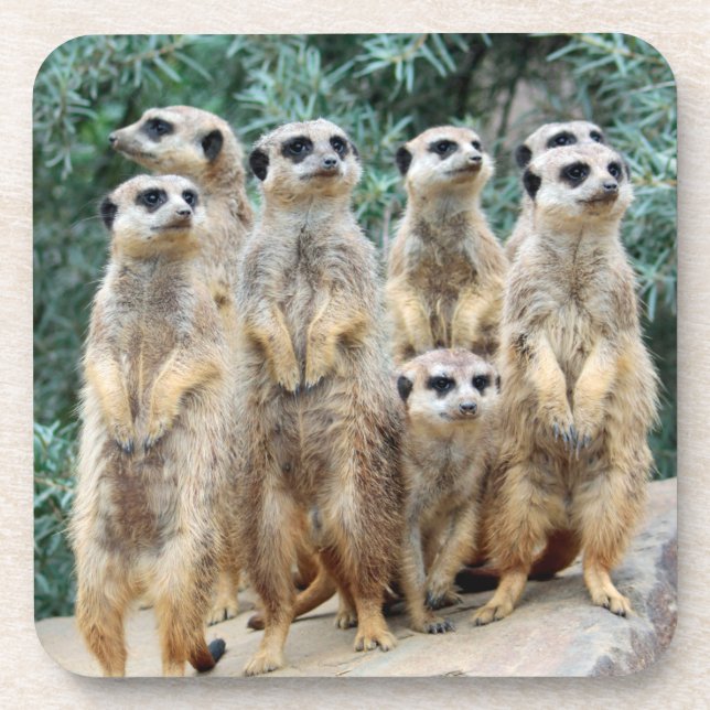 Meerkat 006 getränkeuntersetzer (Vorderseite)