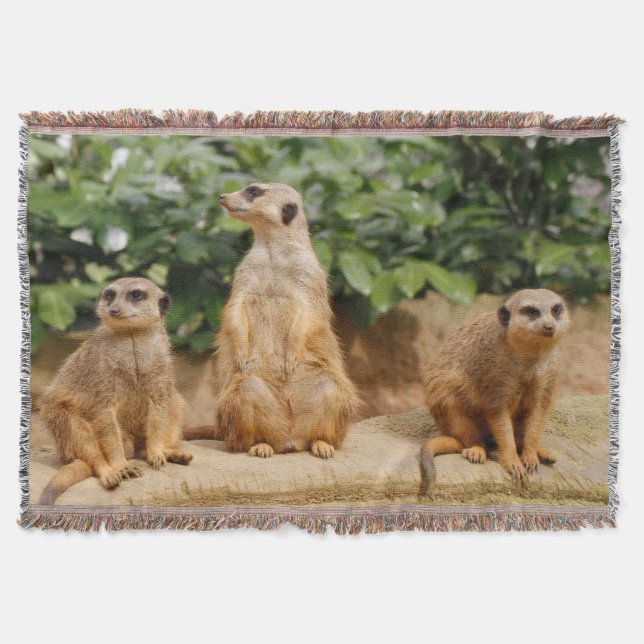 Meerkat 008 decke (Vorderseite)