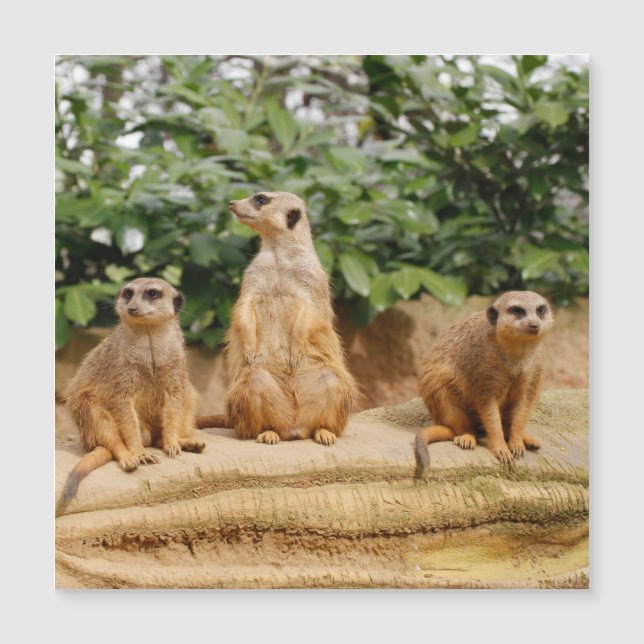Meerkat 008 magnetkarte (Vorderseite)