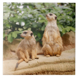 Meerkat 009 fliese