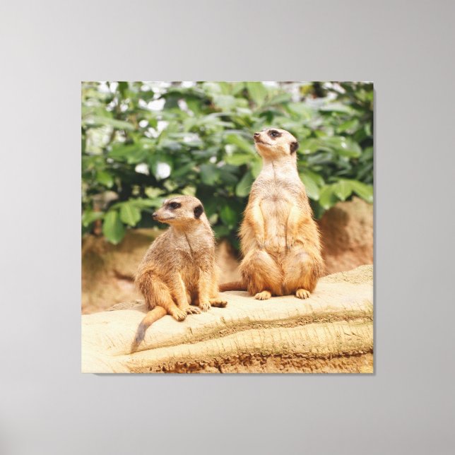 Meerkat 009 leinwanddruck (Vorderseite)